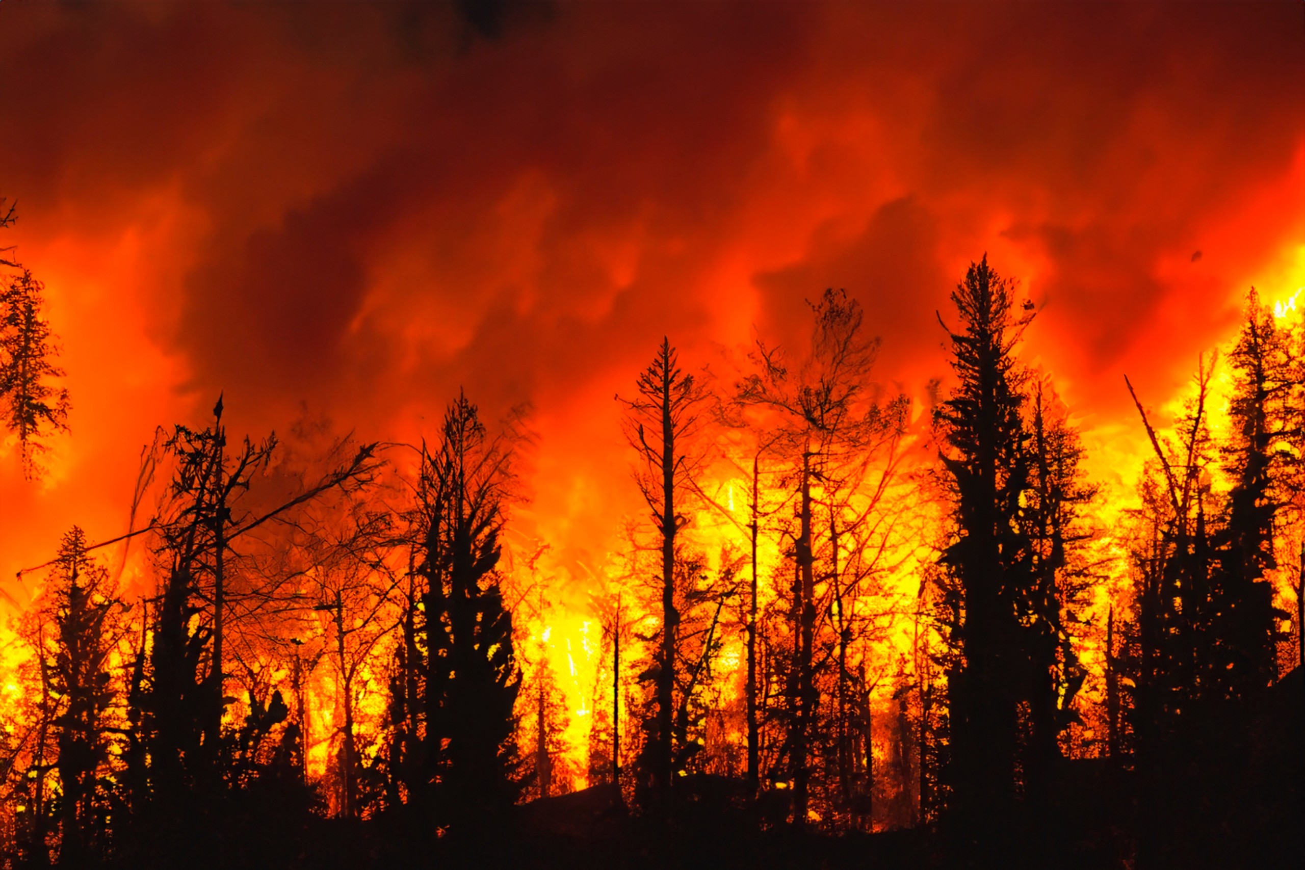 Fiery skies over trees from teh Palisades fire illustrate LA fires and mental health