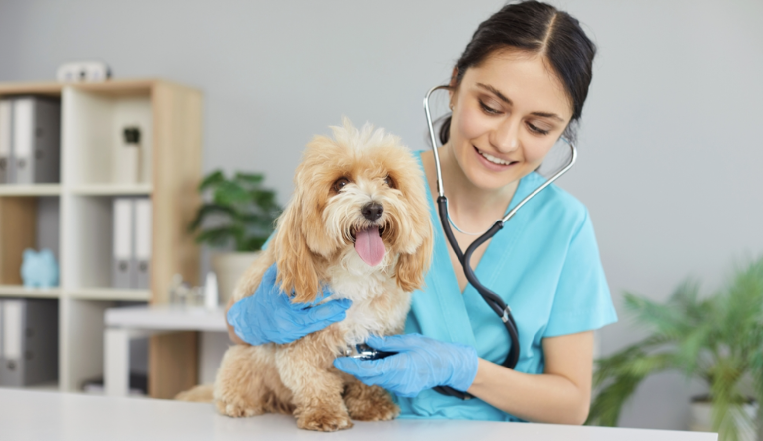 Unpacking the Unusually High Veterinarian Suicide Rate
