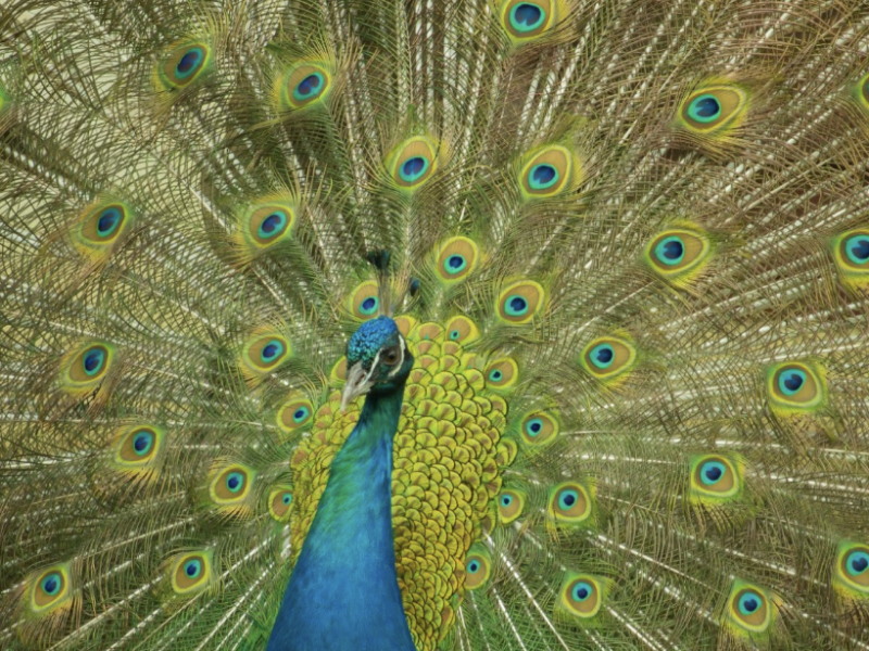 "Over-the-top arrogance and selfishness" is a noted trait of a narcissist parent.